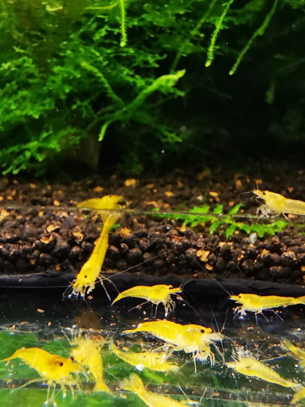 YELLOW KING KONG - 1.0 CM - obrazek 4